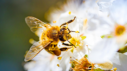 bee collecting nectar